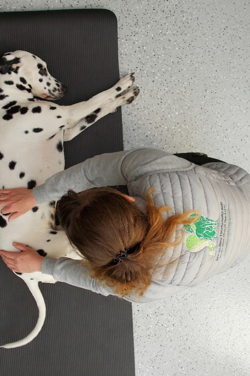 Mehr Bewegungsfreude für Hund und Pferd durch ganzheitliche Tierphysio in Thüringen.